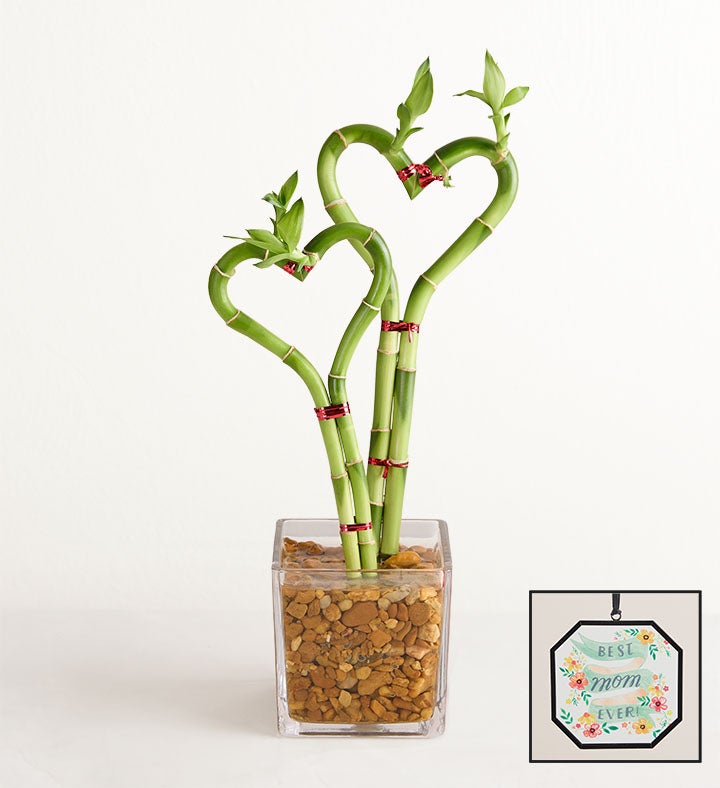 Sweet Heart Bamboo