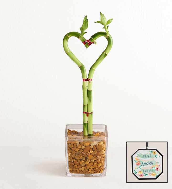 Sweet Heart Bamboo