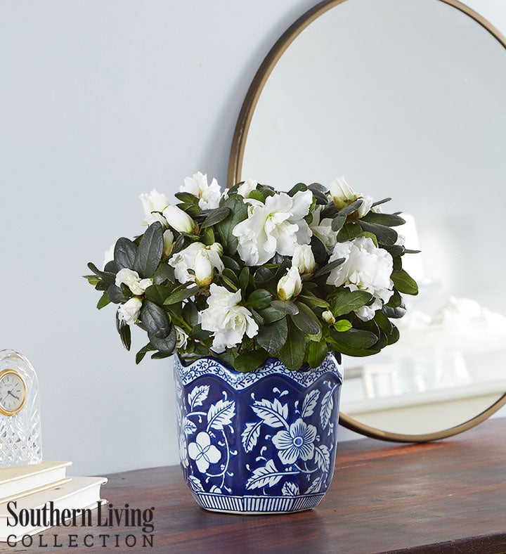 Send Plants to Canada Plant Delivery to Canada