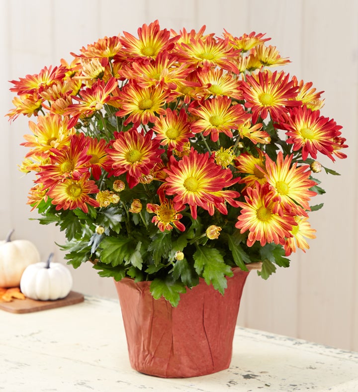 Potted Flower Delivery Flowering & Blooming Plants 1800Flowers