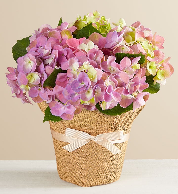 Purple Hydrangea in Natural Wrap