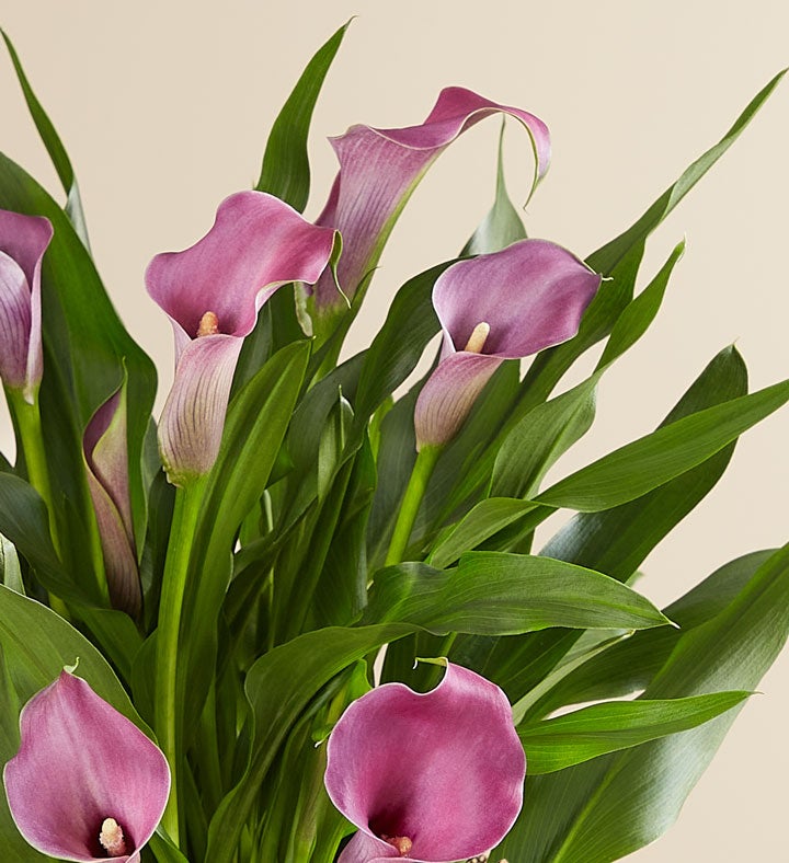 1-800-Flowers Plant Delivery 4In Purple Calla Lily In Natural Wrap