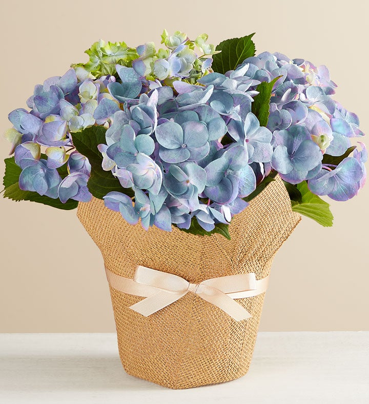 Hydrangea4937　0602 Phillip's Springtime Love Bouquet #P706X - Florist Delivery