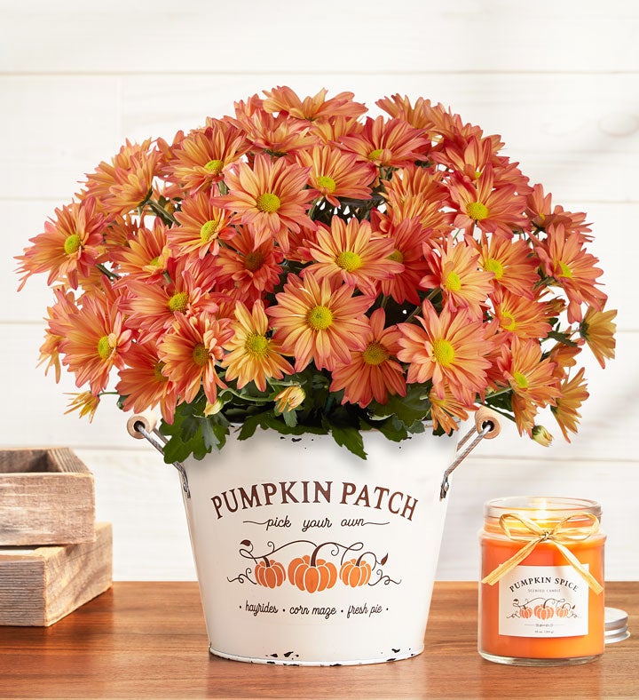 Plants Send Plant Gifts & Potted Trees Online 1800Flowers