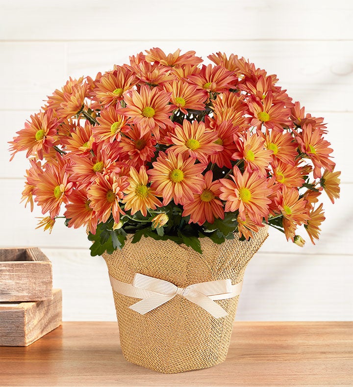 Pumpkin Patch Mum