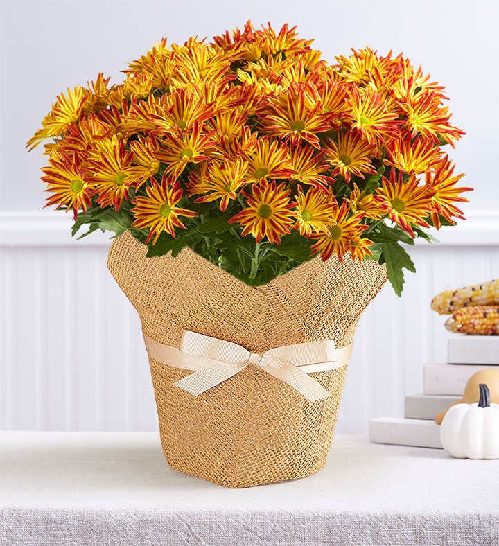 Autumn Pelee Mum in Wrap