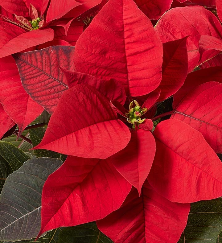 Christmas Charm Poinsettia