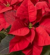 Holiday Traditions Poinsettia