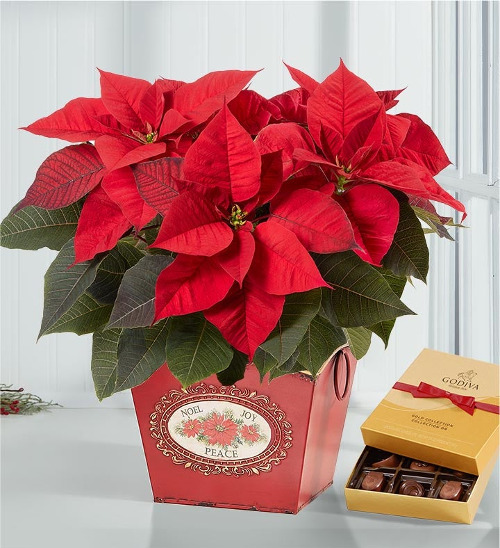 Holiday Traditions Poinsettia