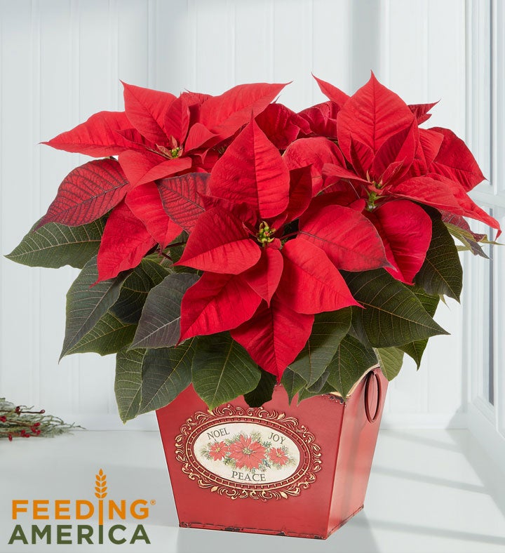 Holiday Traditions Poinsettia
