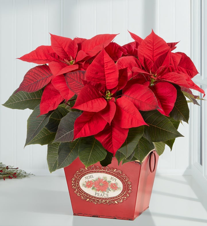 Christmas Charm Poinsettia