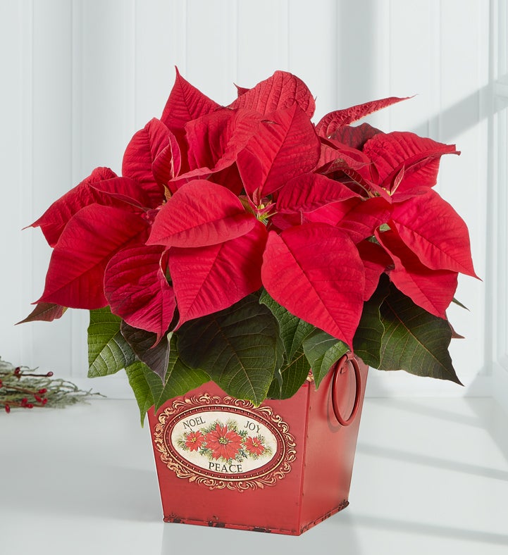 Christmas Plants & Cactus Delivery | 1800Flowers