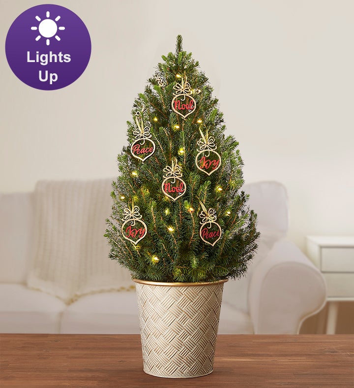 christmas tree delivery dublin