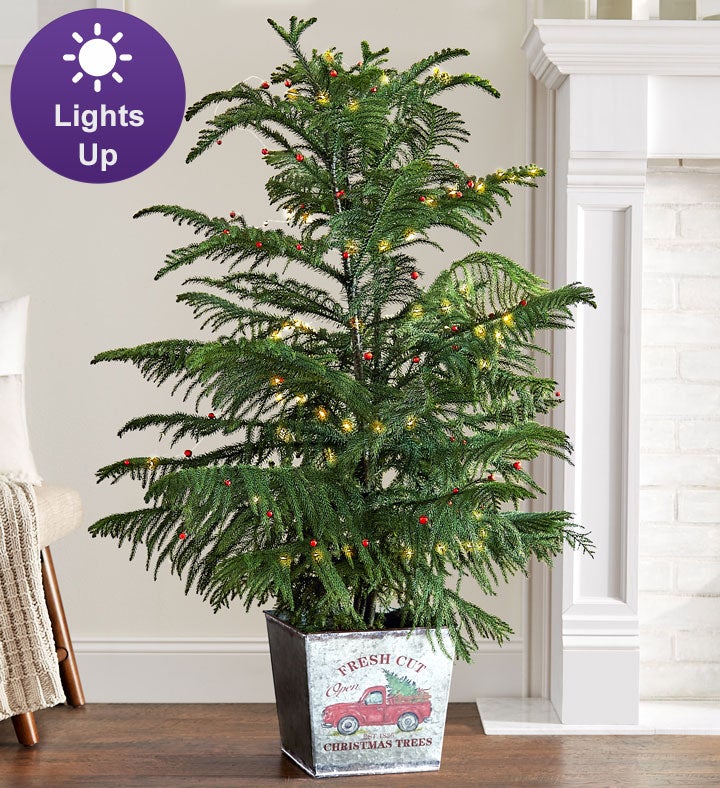 Farmstand Norfolk Pine