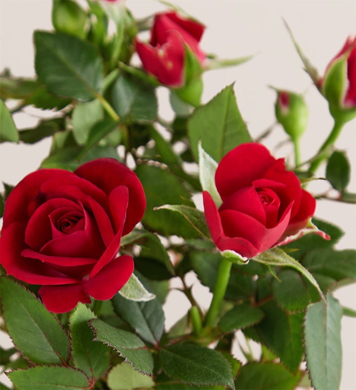 Lovable Pup Rose Plant