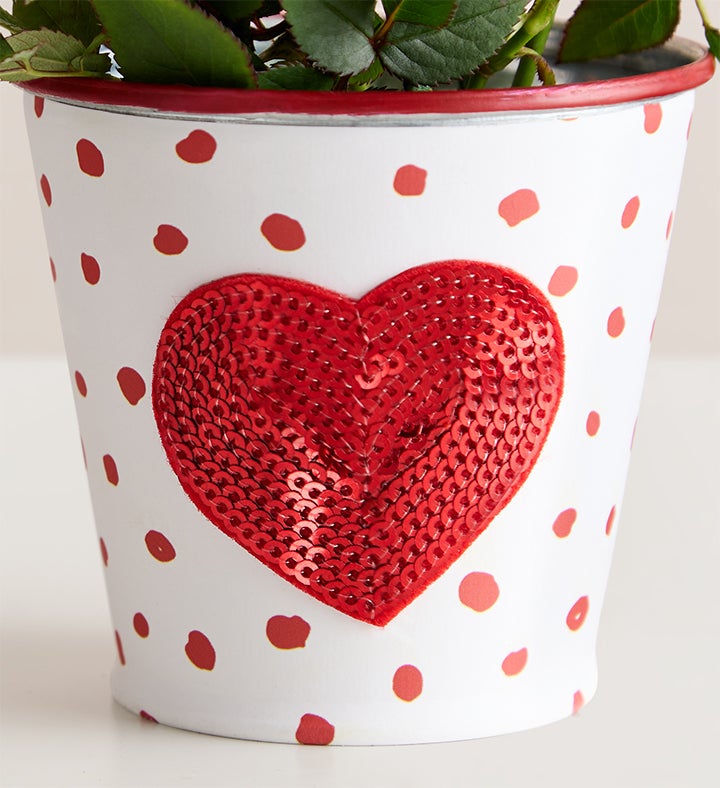 Lovable Pup Rose Plant