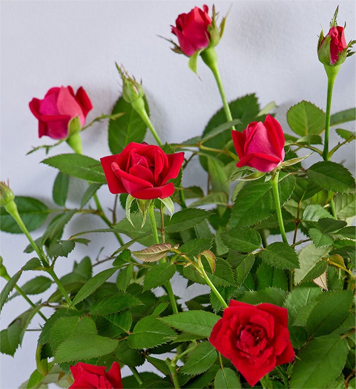 Bundle of Love Rose Plant