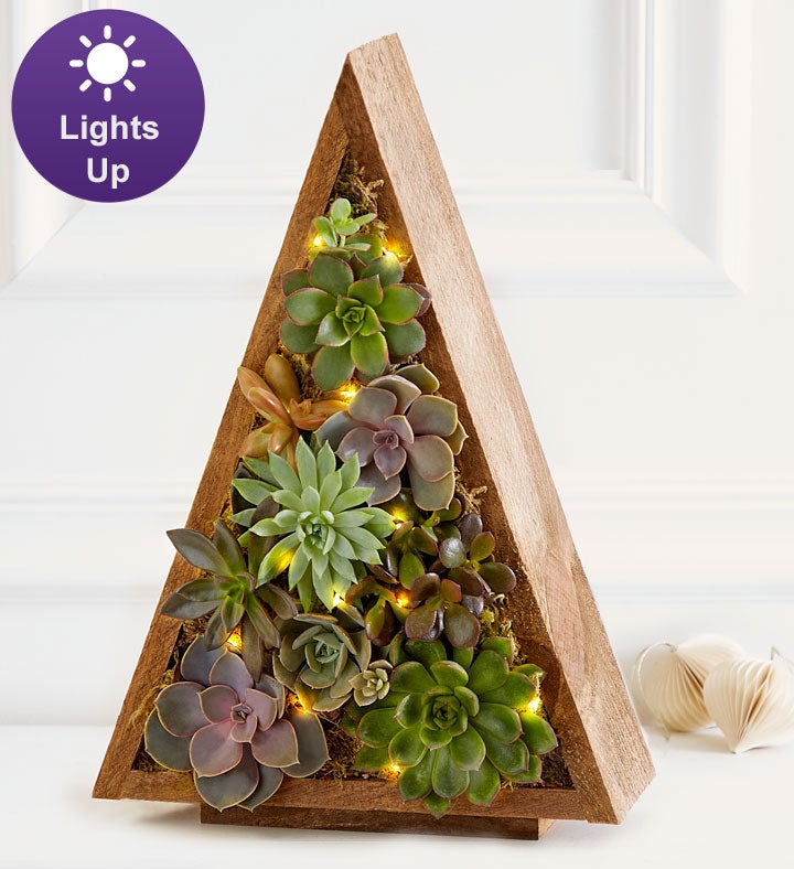 Spectacular Succulent Tree | 1800flowers.com