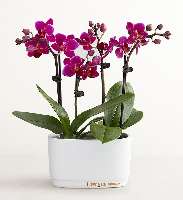 I Love You, Mom Mini Orchid
