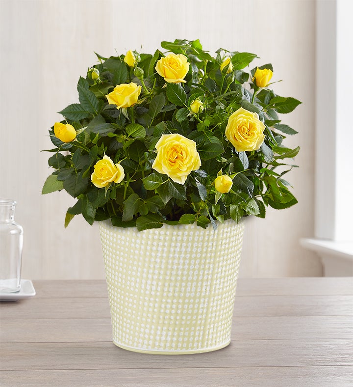 Mother’s Day Rose Plant | 1800flowers.com