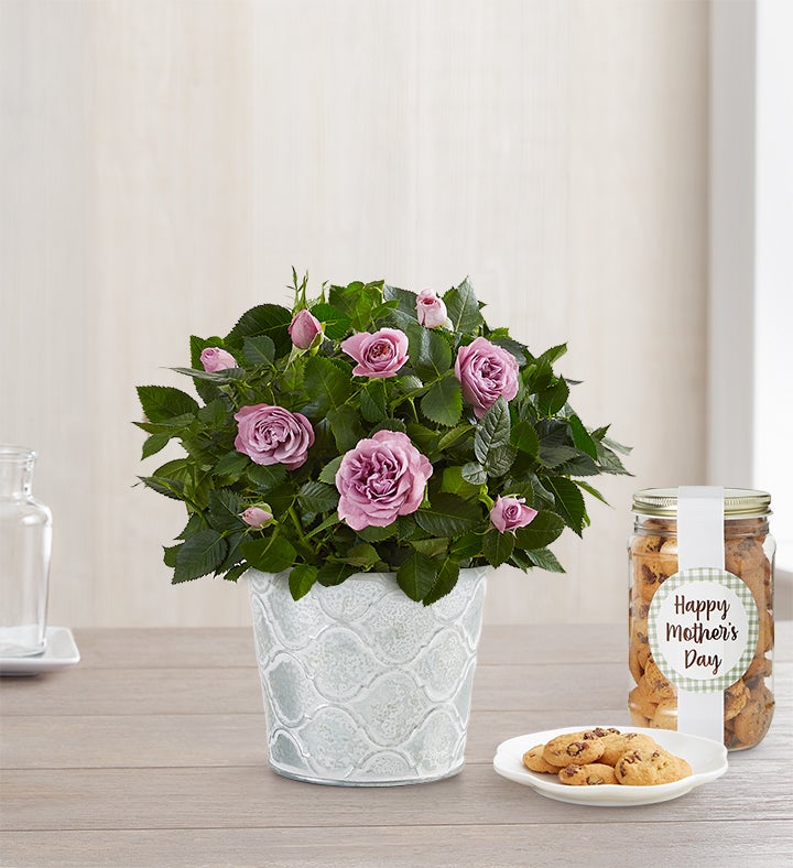 Mother’s Day Rose Plant