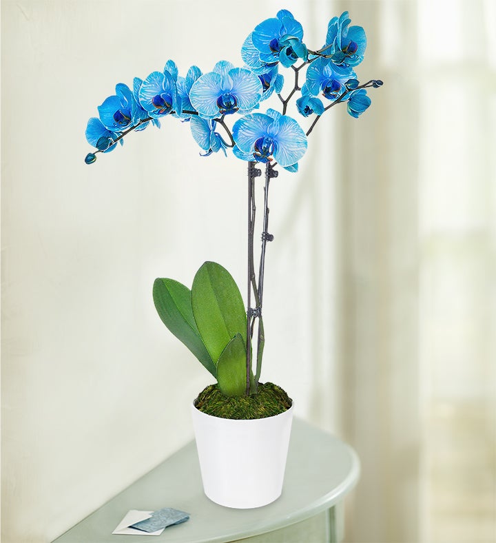 Blissful Blue Orchid