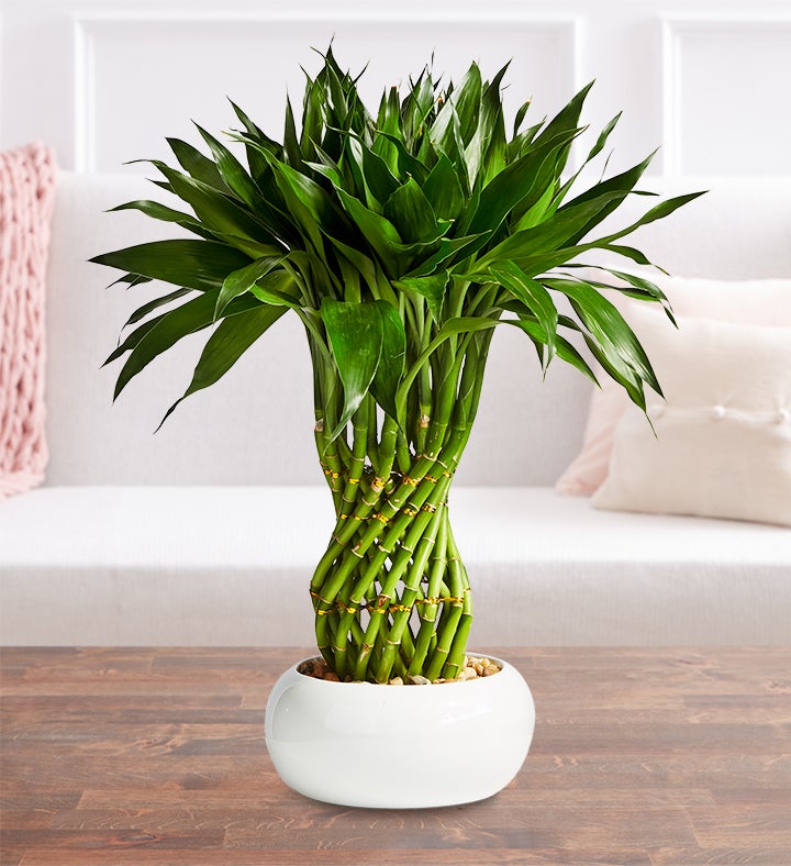 Lucky Bamboo Braided Pineapple | 1800flowers.com