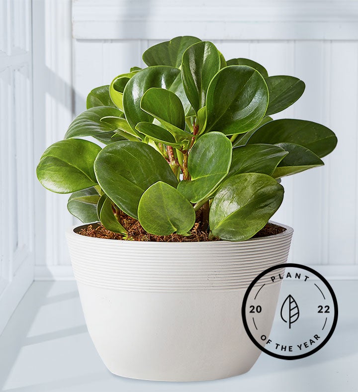 Baby Rubber Plant  Peperomia