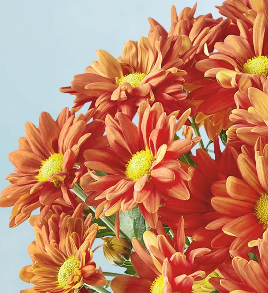 Autumn Harvest Orange Mum