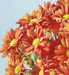 Autumn Harvest Orange Mum