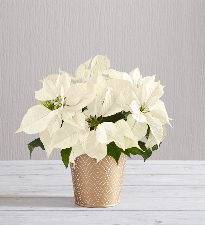 Silent Night White Poinsettia