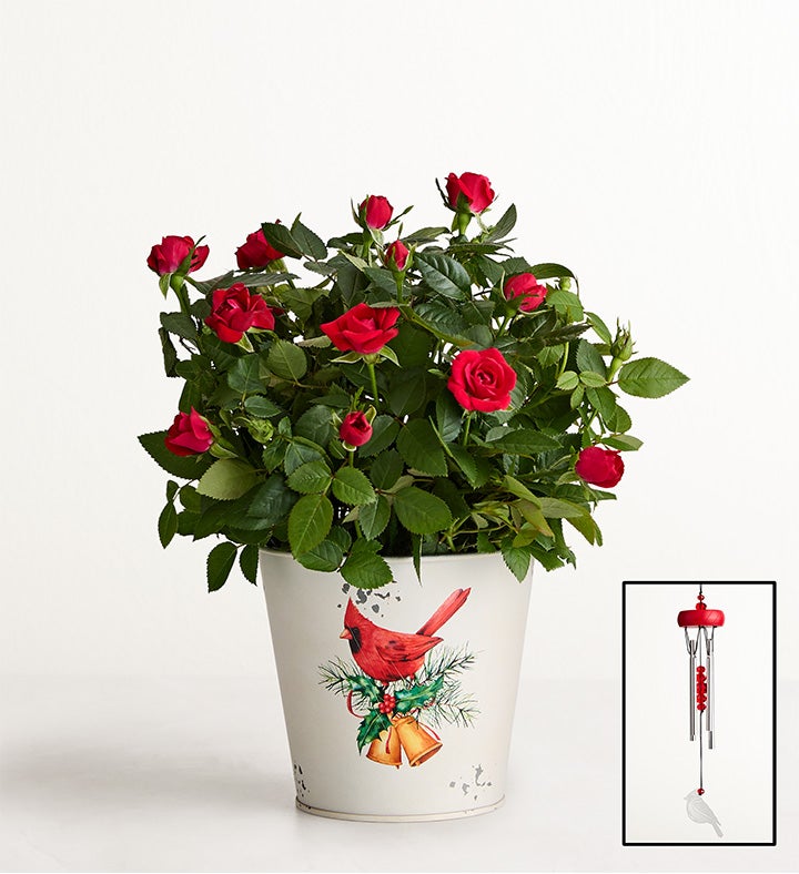 Christmas Cardinals Red Rose Plant