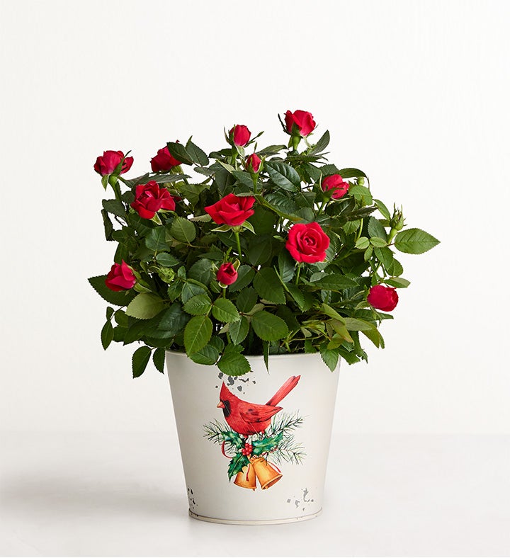 Christmas Cardinals Red Rose Plant