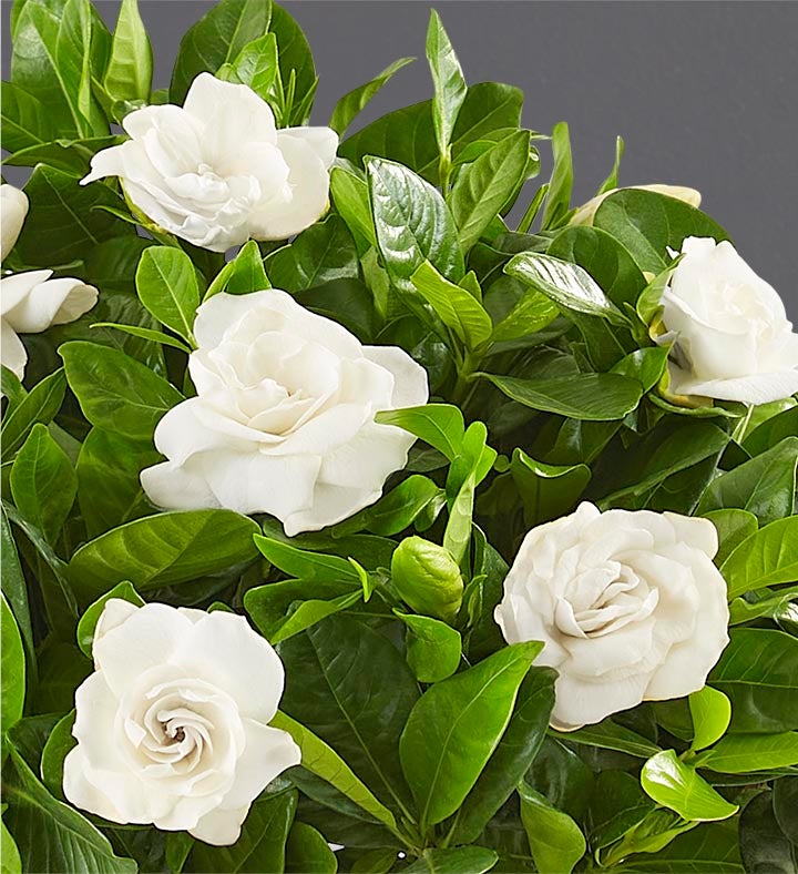 White Christma Gardenia Plant