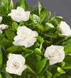 White Christmas Gardenia Plant