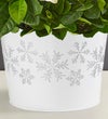 White Christmas Gardenia Plant
