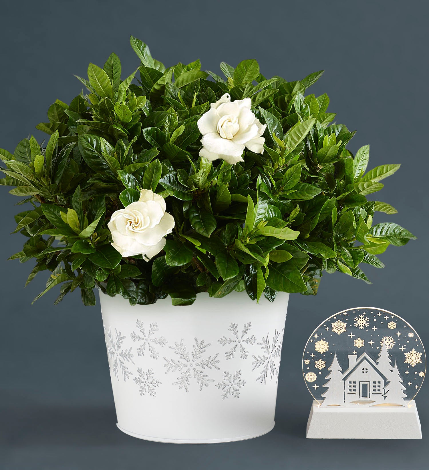 White Christmas Gardenia Plant