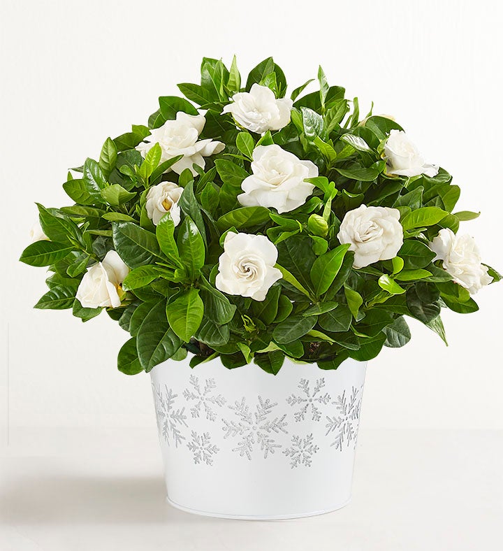 White Winter Gardenia Plant
