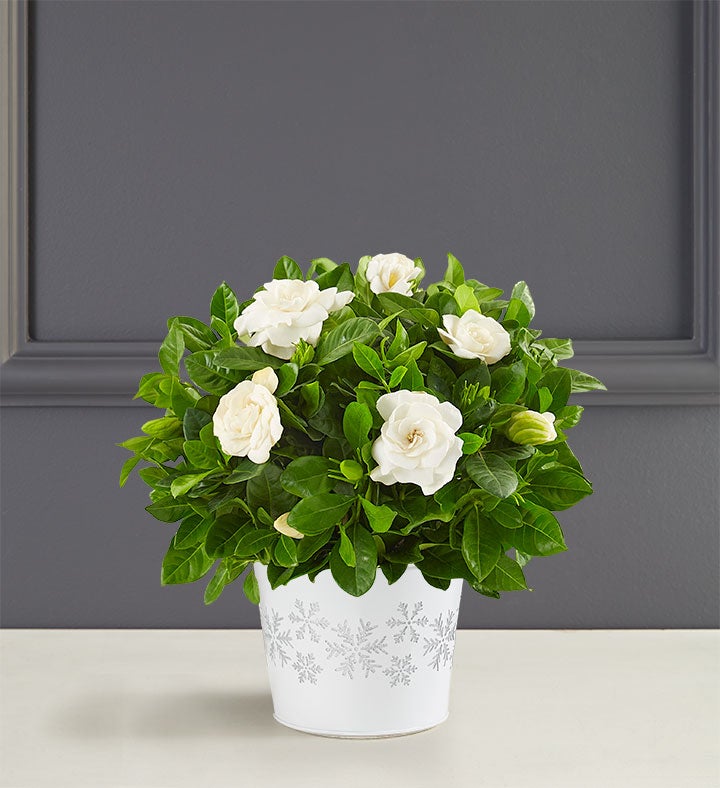 Winter White Gardenia Plant