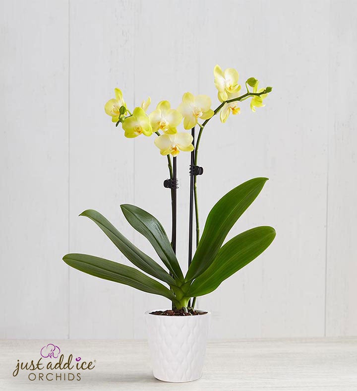 Sunshine Orchid | 1800flowers.com