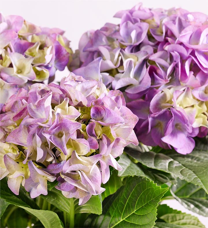 Blissful Blooming Hydrangea