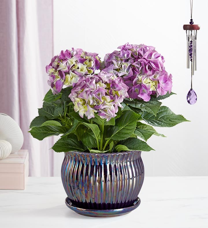 purple hydrangea arrangement