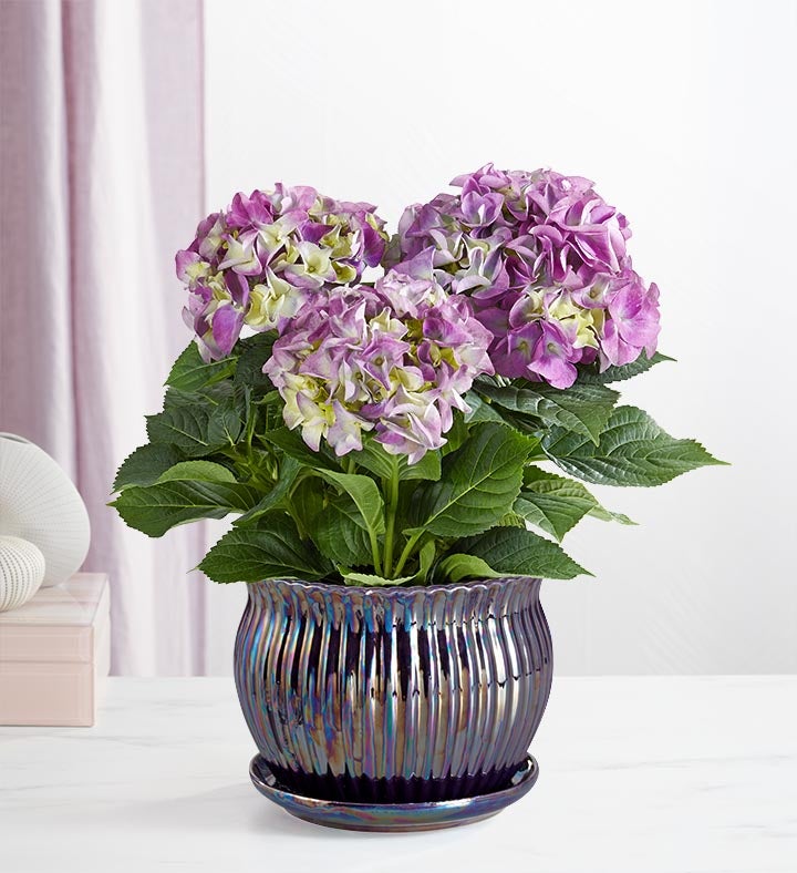 1-800-Flowers Everyday Gift Delivery Blissful Blooming Hydrangea Large Purple