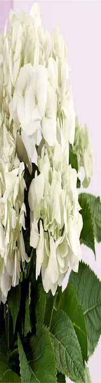 Treasured Memories Hydrangea