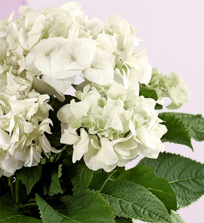 Treasured Memories Hydrangea