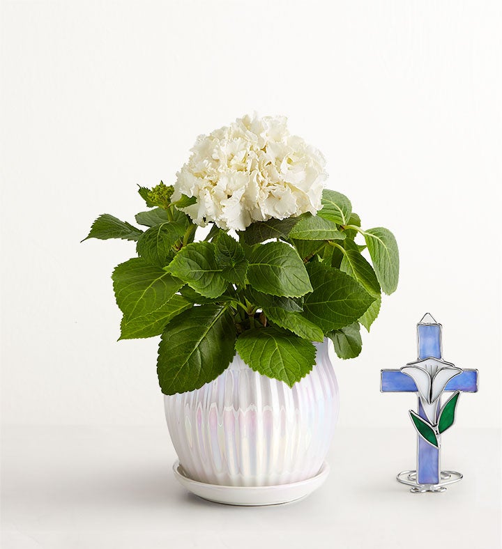 Treasured Memories Hydrangea