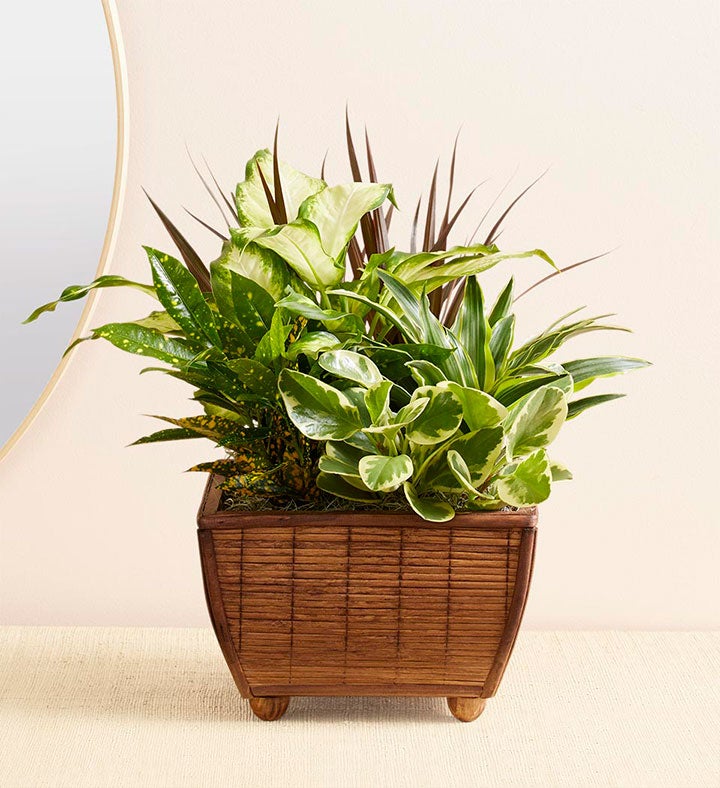 1-800-Flowers Plant Delivery Zen Dish Garden Large Plant