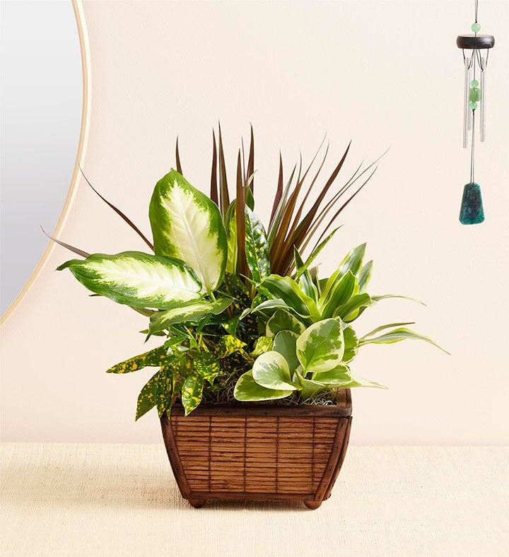 1-800-Flowers Gifts Delivery Zen Dish Garden Small W/ Windchime