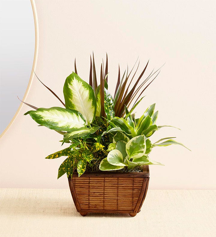 1-800-Flowers Gifts Delivery Zen Dish Garden Small