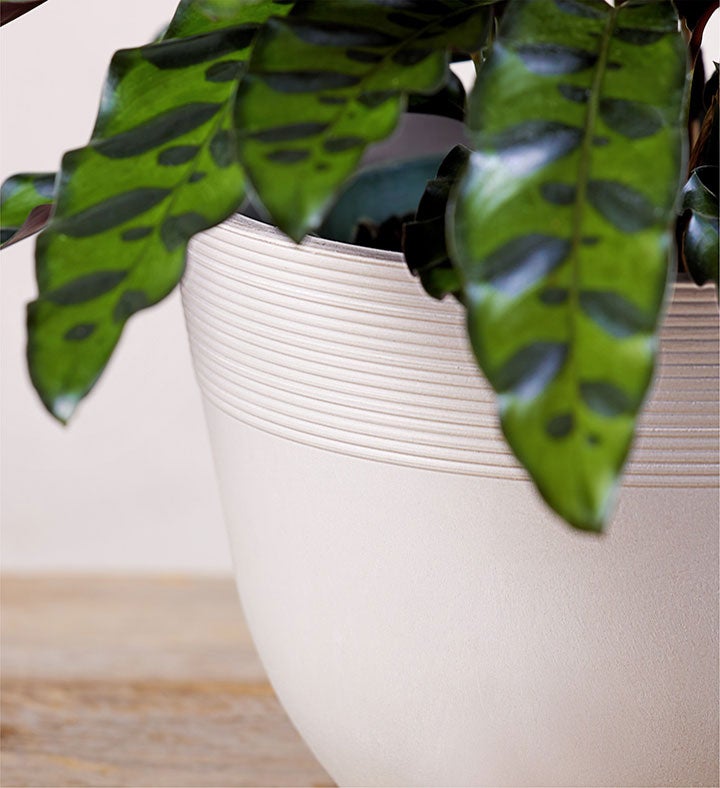 Calathea Rattlesnake